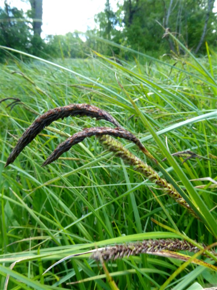 Carex acutiformis Ehrh., 1789