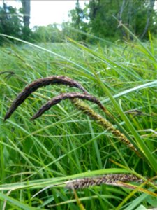 Carex acutiformis Ehrh., 1789