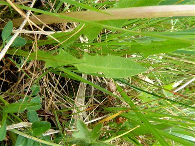 Taraxacum cf. palustre (Lyons) Symons, 1798