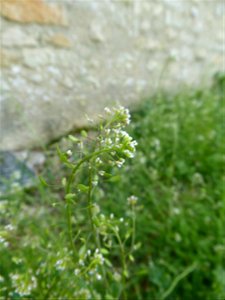 Calepina irregularis (Asso) Thell., 1905