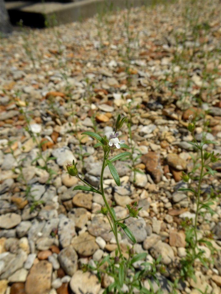 Chaenorhinum minus (L.) Lange, 1870