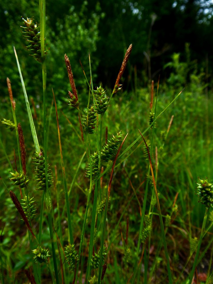 Carex punctata Gaudin, 1811