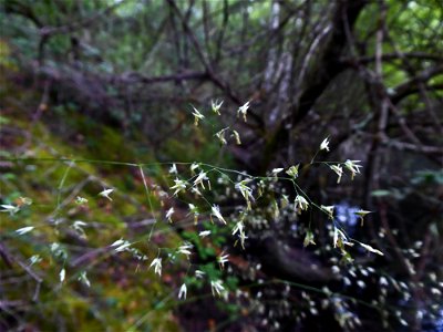Deschampsia cespitosa (L.) P.Beauv., 1812