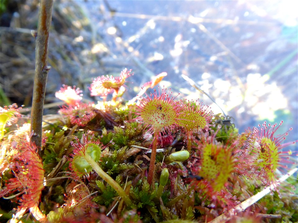 Drosera rotundifolia L., 1753
