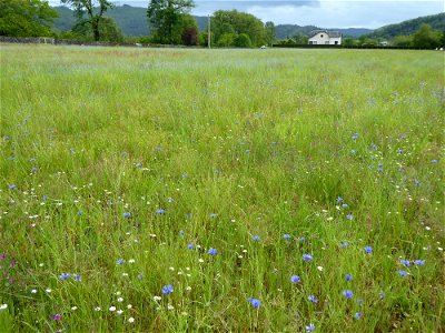 Cyanus segetum Hill, 1762