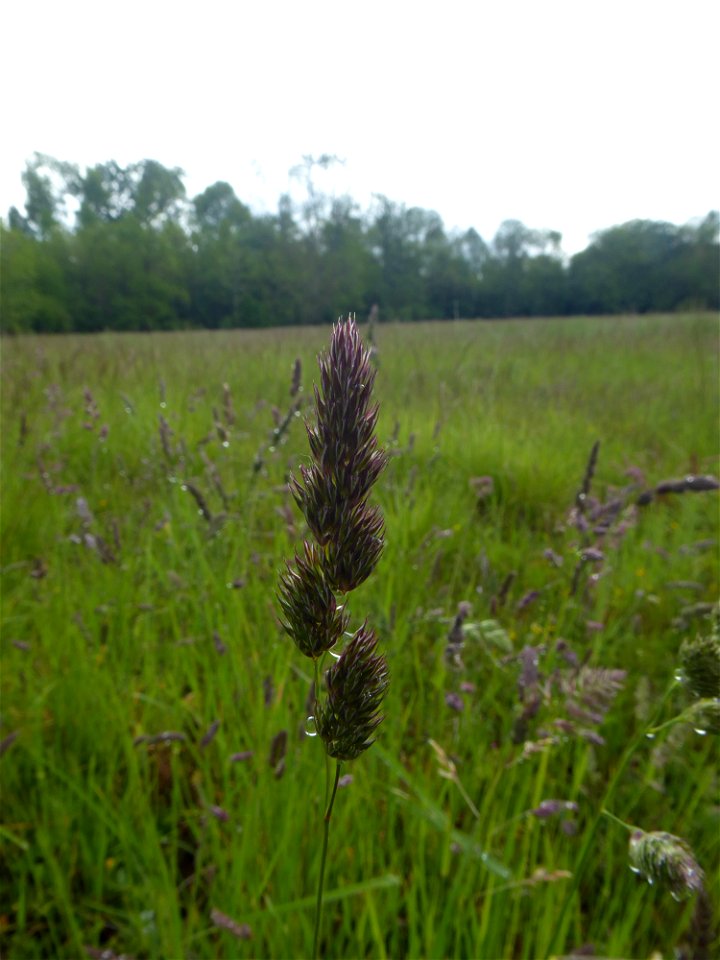 Dactylis glomerata L., 1753