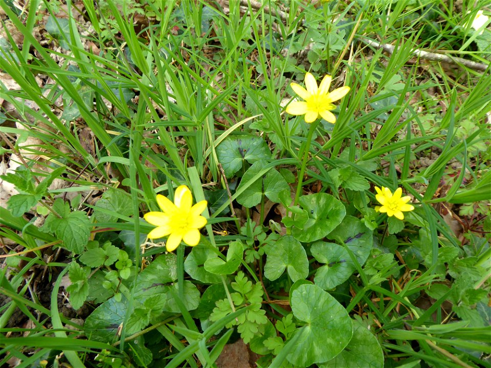 Ficaria verna Huds., 1762