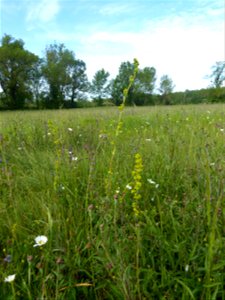 Prairie mésohygrophile remarquable