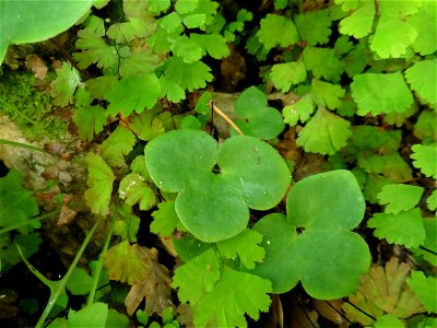 Anemone hepatica L., 1753