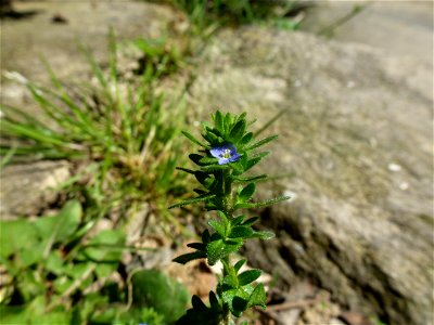 Veronica arvensis L., 1753