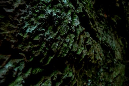 Dismals Canyon