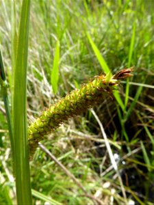Carex riparia Curtis, 1783