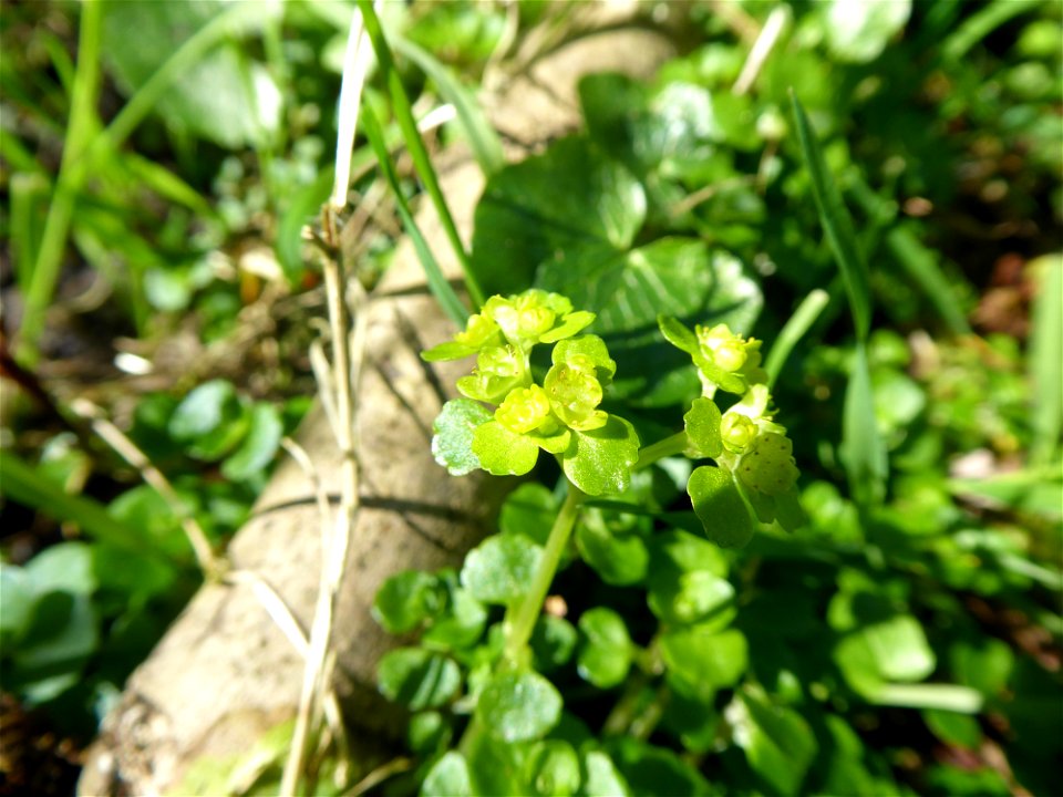 Chrysosplenium oppositifolium L., 1753