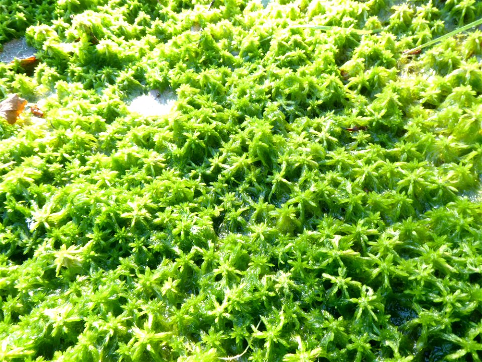 Sphagnum cuspidatum Ehrh. ex Hoffm., 1796
