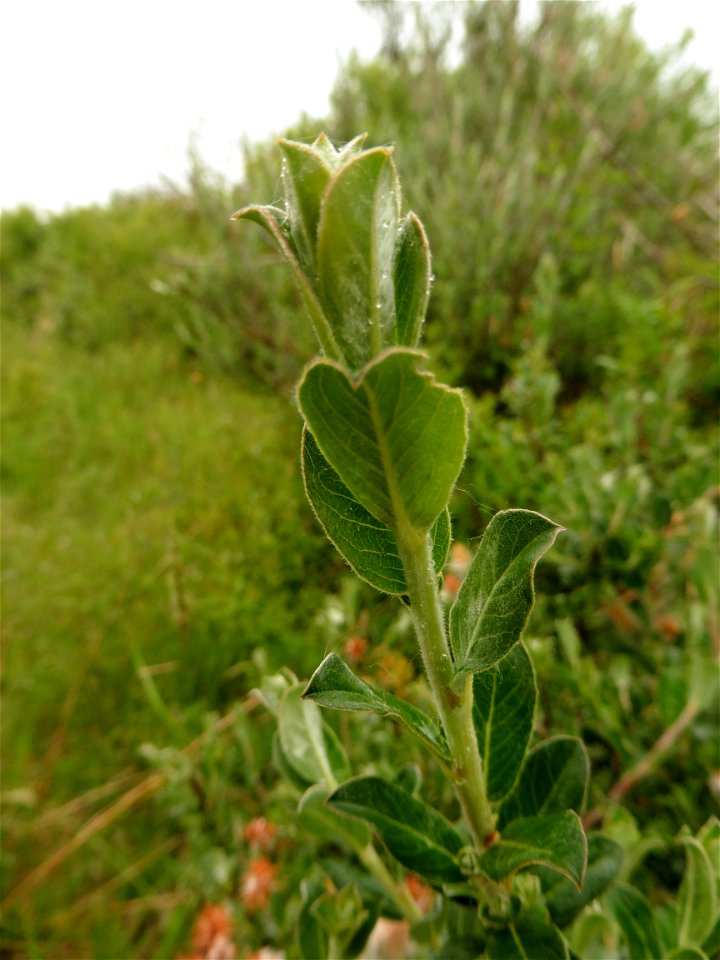 Salix repens var. dunensis (Rouy) P.Fourn., 1935