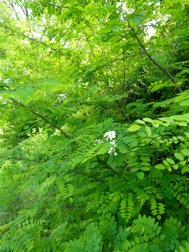 Robinia pseudoacacia L., 1753