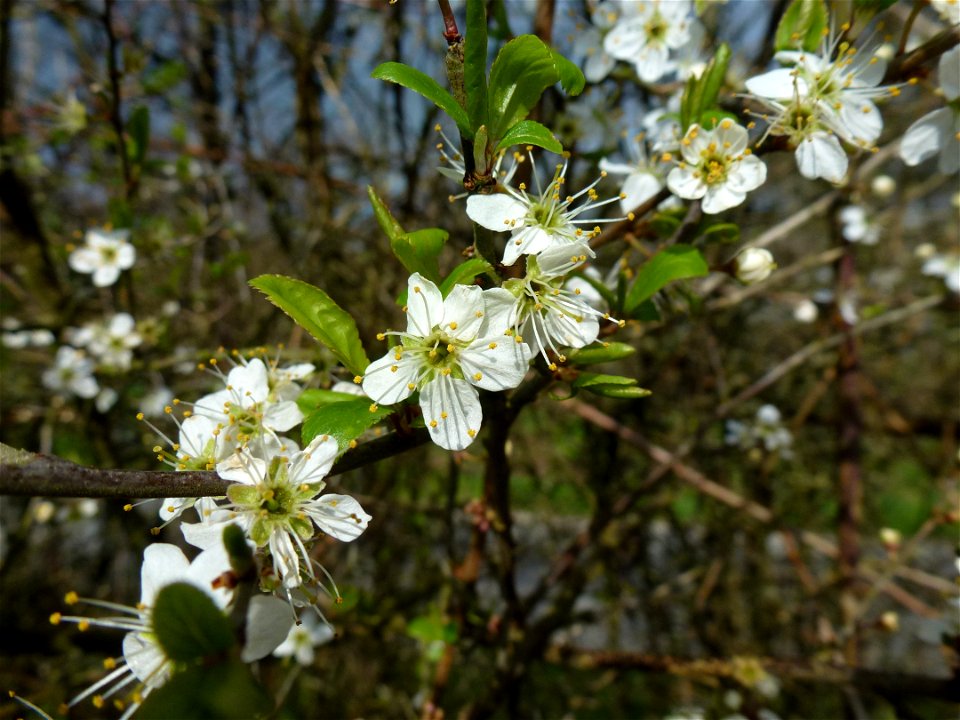 Prunus spinosa L., 1753