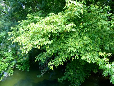 Acer negundo L., 1753