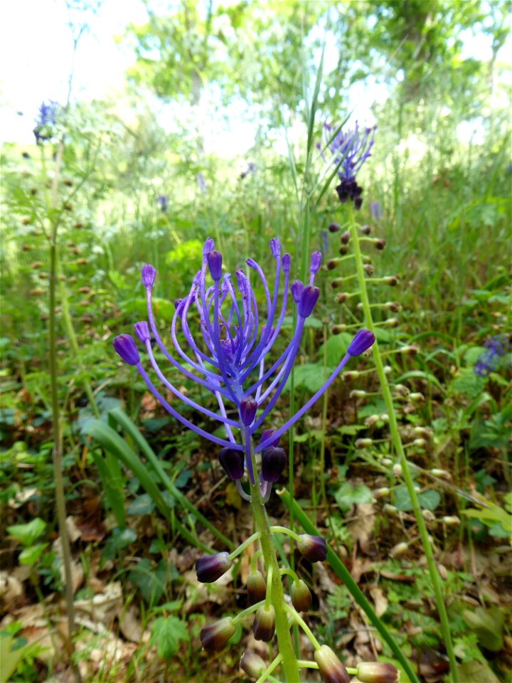 Muscari comosum (L.) Mill., 1768