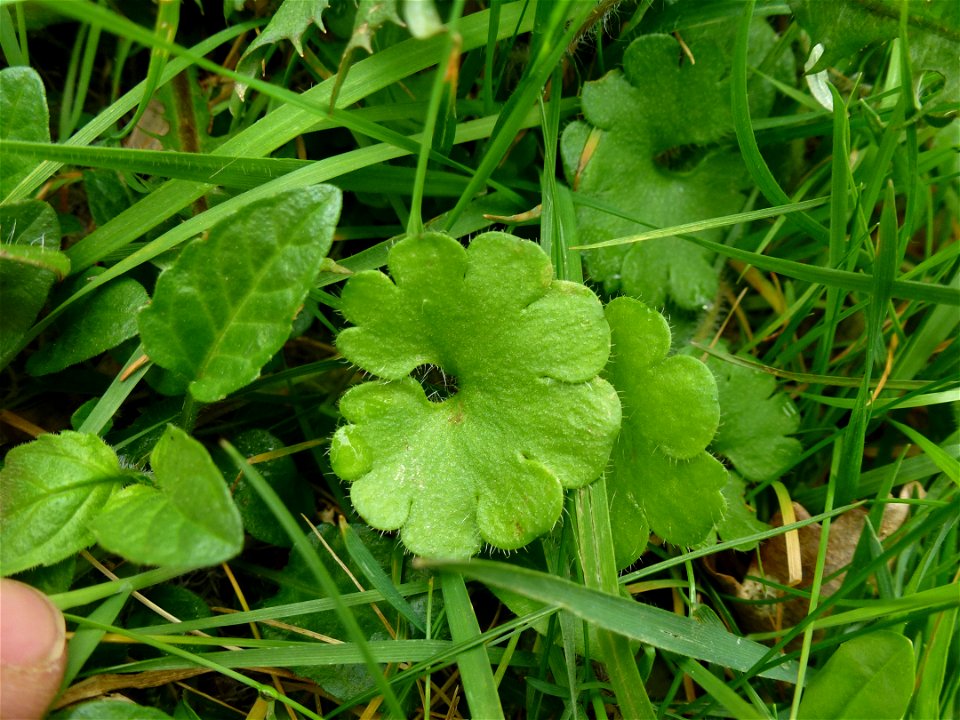 Saxifraga granulata L., 1753