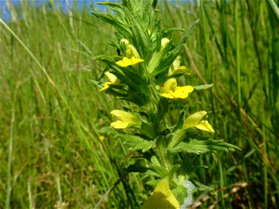 Parentucellia viscosa (L.) Caruel, 1885