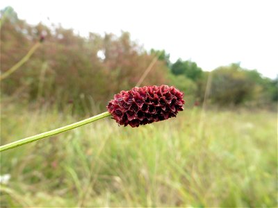 Sanguisorba officinalis L., 1753