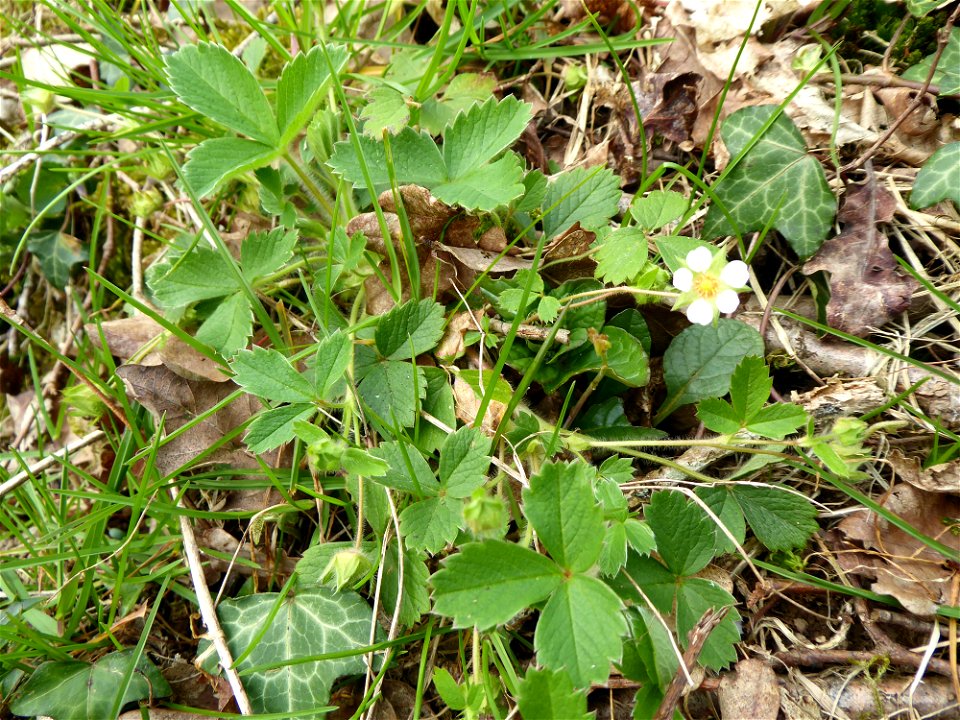 Potentilla sterilis (L.) Garcke, 1856