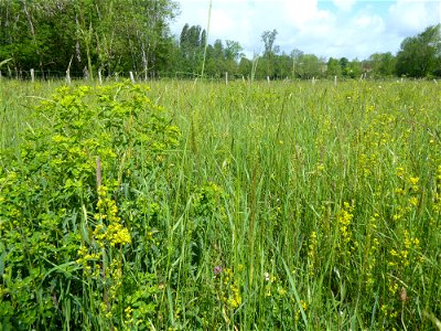 Prairie mésohygrophile remarquable