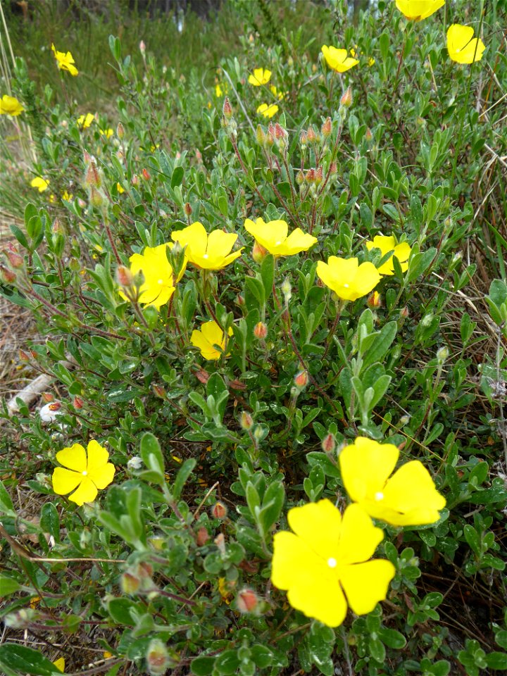 Cistus lasianthus subsp. alyssoides (Lam.) Demoly, 2006