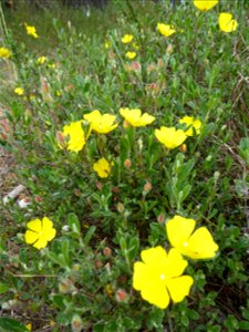 Cistus lasianthus subsp. alyssoides (Lam.) Demoly, 2006