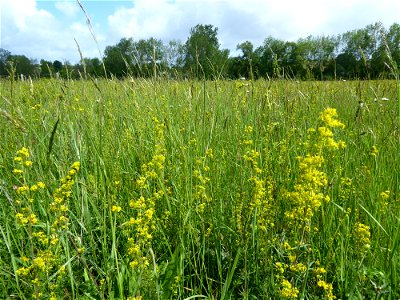 Prairie mésohygrophile remarquable