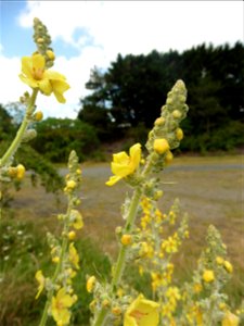 Verbascum pulverulentum Vill., 1779