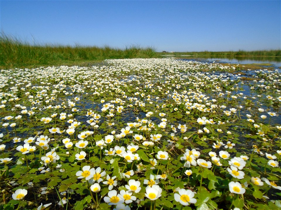 Ranunculus peltatus subsp. baudotii (Godr.) Meikle ex C.D.K.Cook, 1984