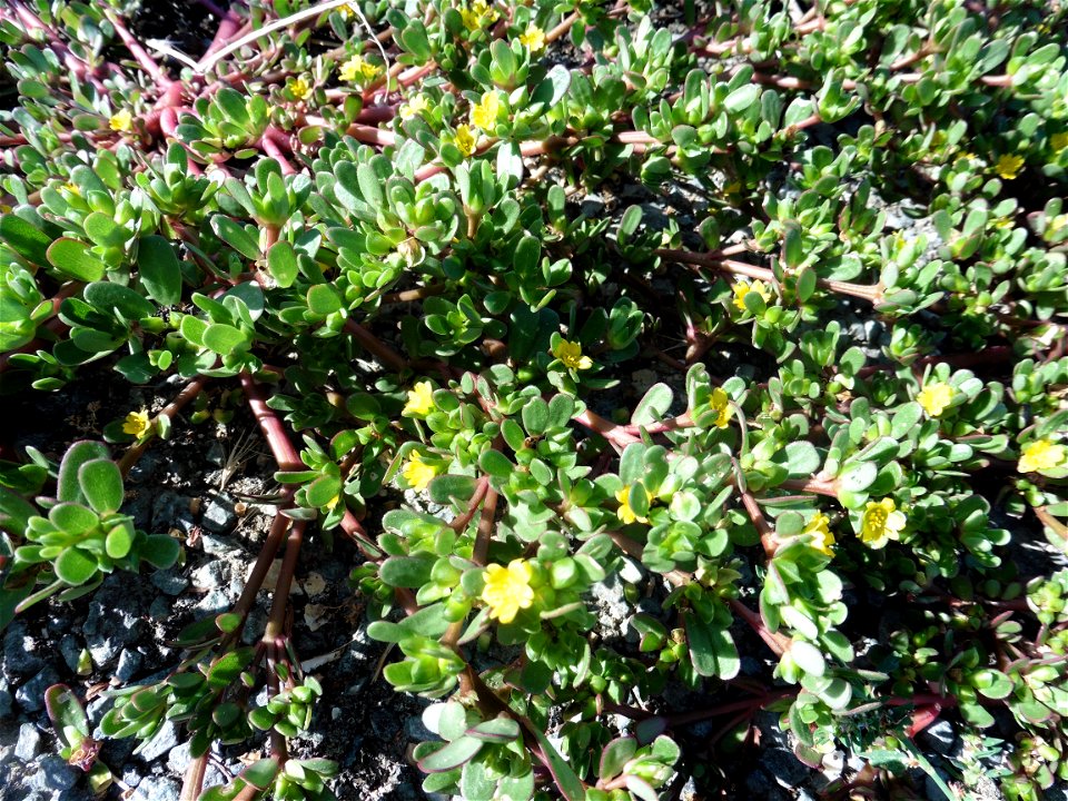 Portulaca oleracea L., 1753