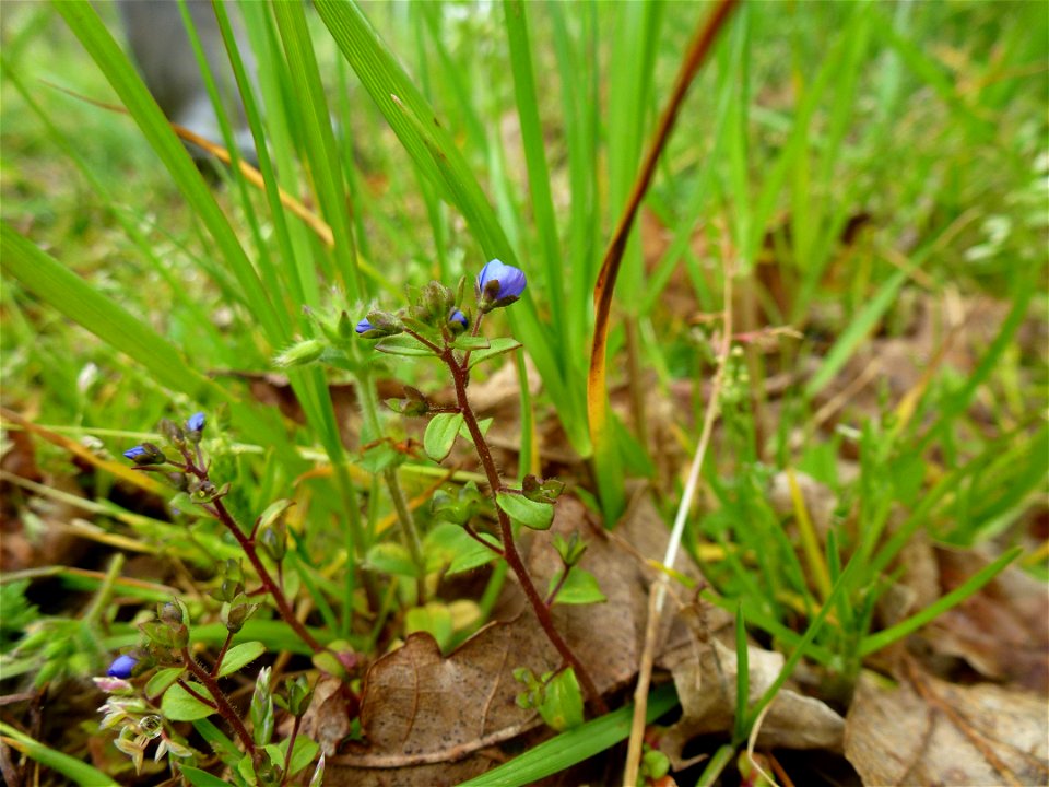 Veronica acinifolia L., 1762