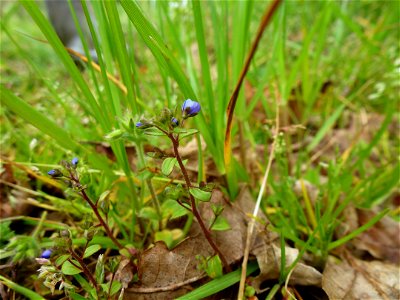 Veronica acinifolia L., 1762