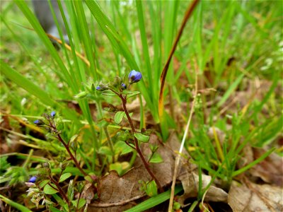 Veronica acinifolia L., 1762 photo