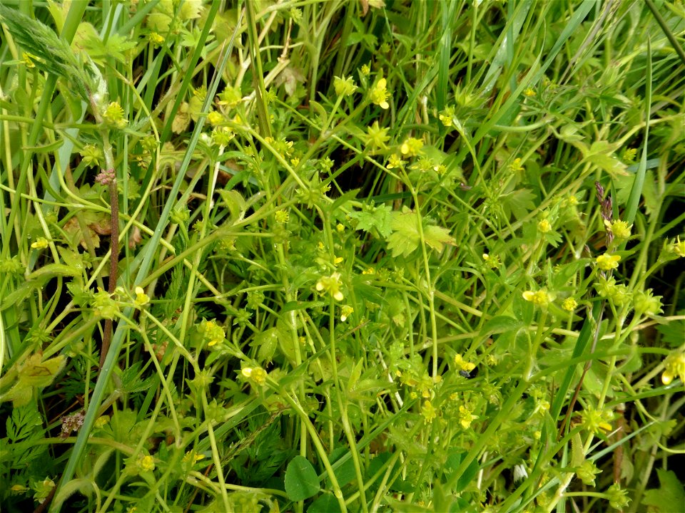 Ranunculus parviflorus L., 1758