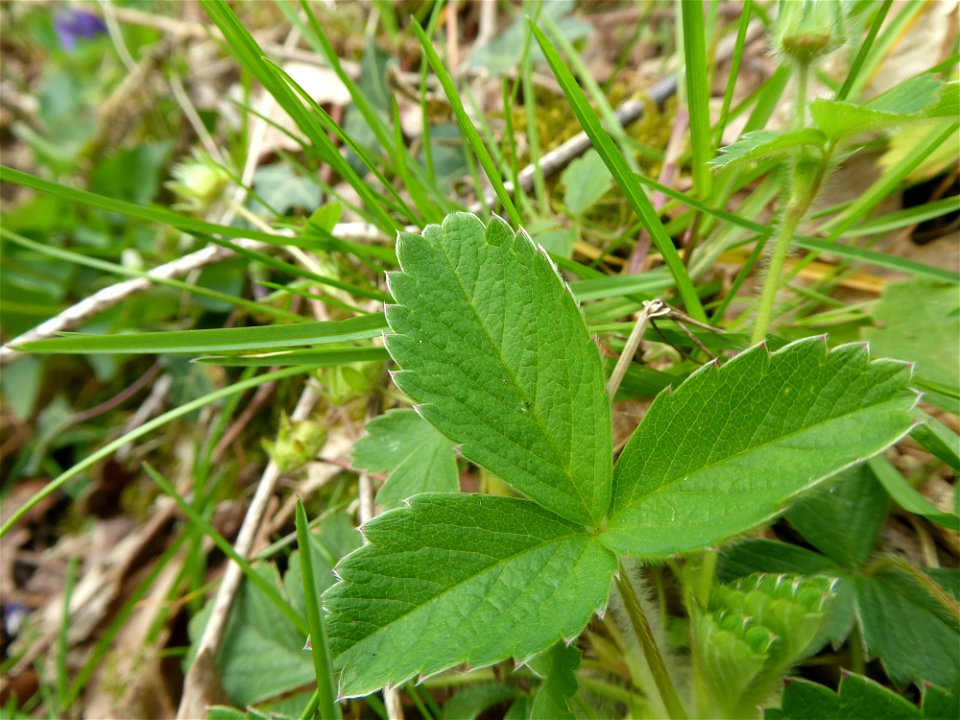 Potentilla sterilis (L.) Garcke, 1856