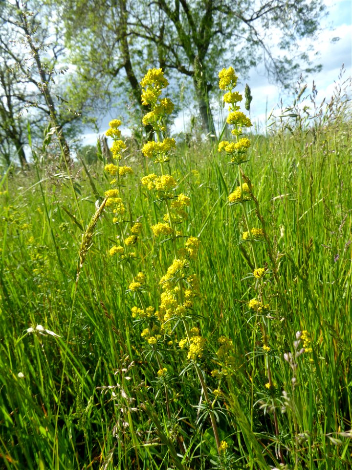 Galium verum L., 1753