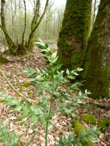 Ruscus aculeatus L., 1753
