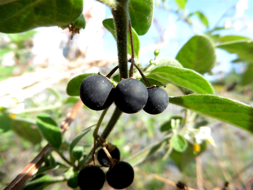 Solanum chenopodioides Lam., 1794