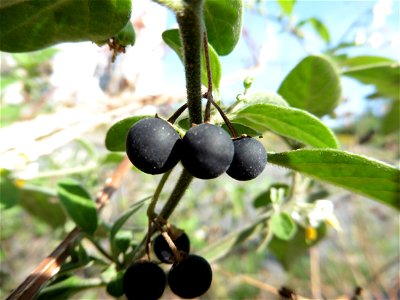 Solanum chenopodioides Lam., 1794