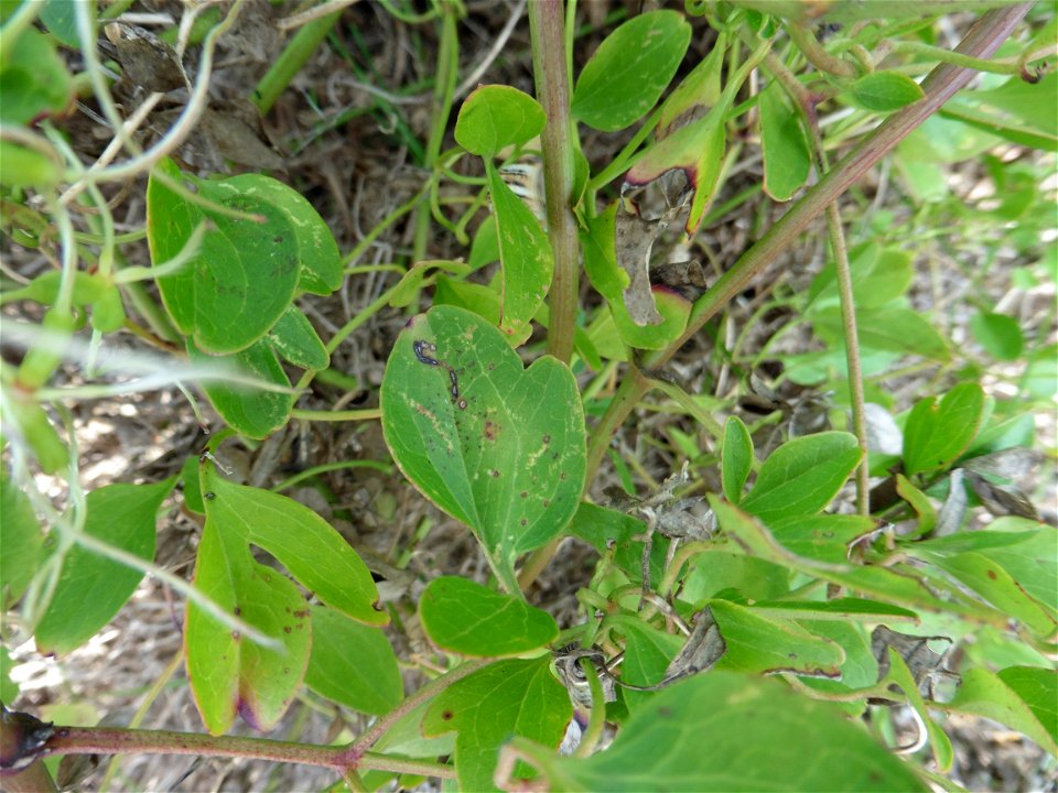 Clematis flammula L., 1753