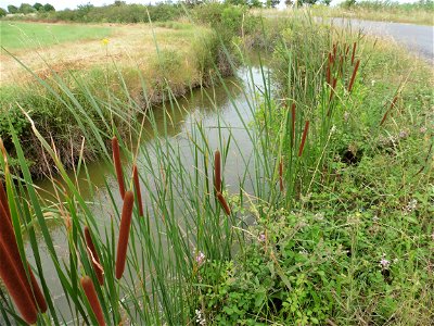 Typha angustifolia L., 1753