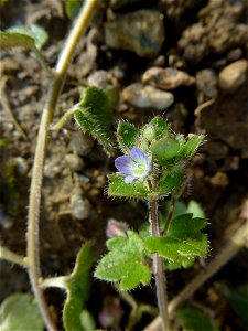 Veronica hederifolia L., 1753