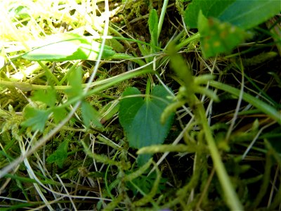 Viola odorata L., 1753