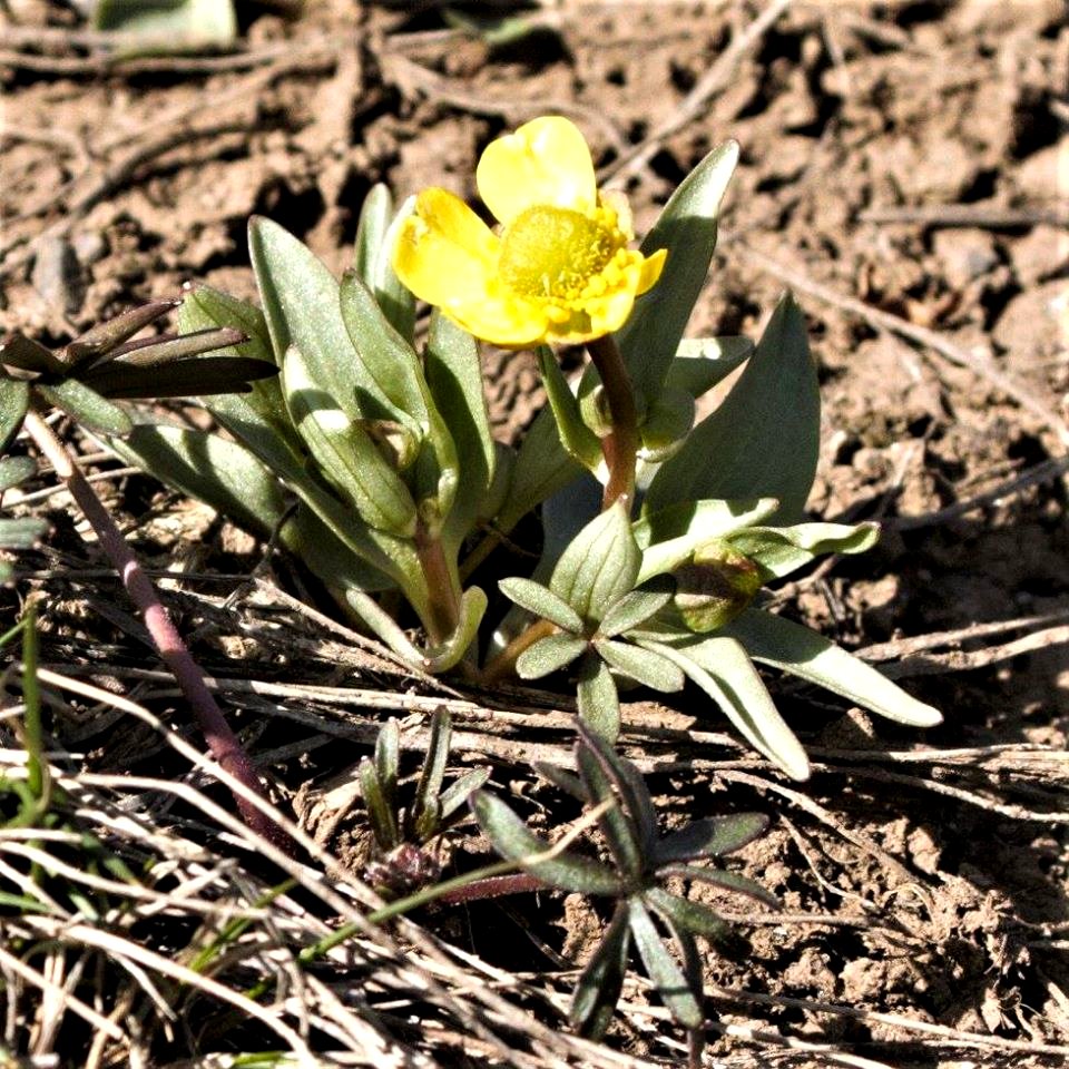Sage Buttercup (Ranunculus glaberrimus var. ellipticus) April 15, 2017 on CR 12, Marvine Creek road east of Meeker, Colorado.
