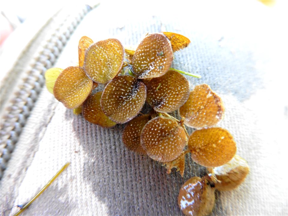 Salvinia minima Baker, 1886