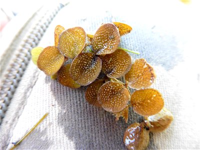 Salvinia minima Baker, 1886